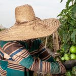 Agronegócio goiano fecha 2022 com saldo positivo de 5.973 novas vagas com carteira assinada, sendo 2,8 mil na produção de lavouras temporárias